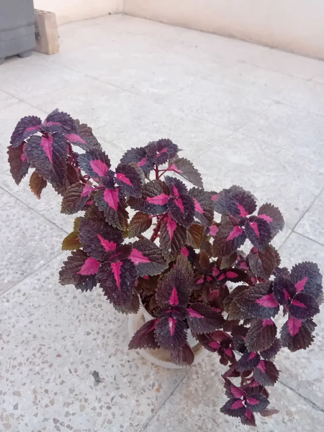 ۶تا گل حسن یوسف خوشگل در حال رشد بفروش میرسد|گل و گیاه طبیعی|قدس, شهر‌قدس|دیوار