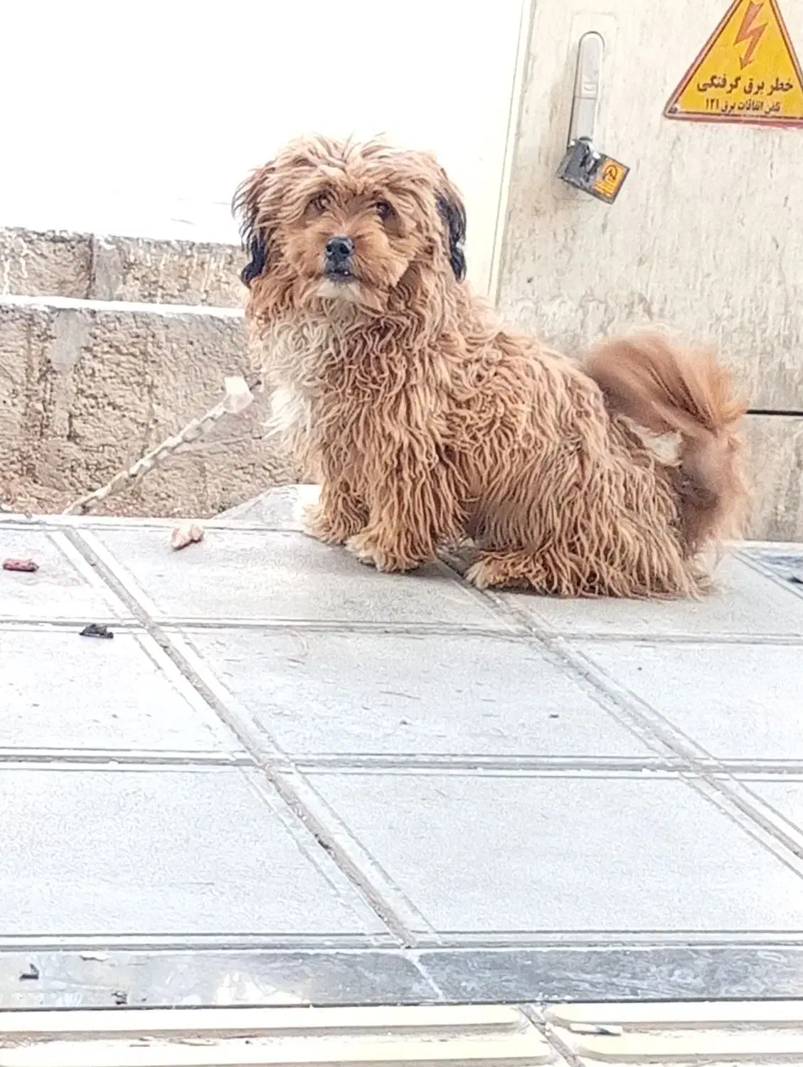 شیتزو. پودل|سگ|بیرجند, |دیوار