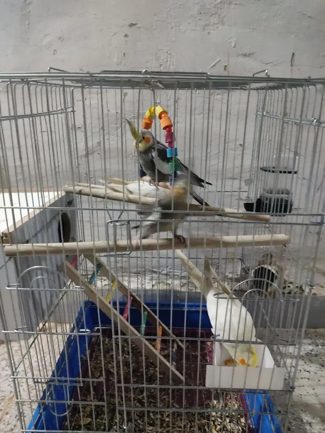 عروس پاریس یا هلندی|پرنده|سوسنگرد, |دیوار