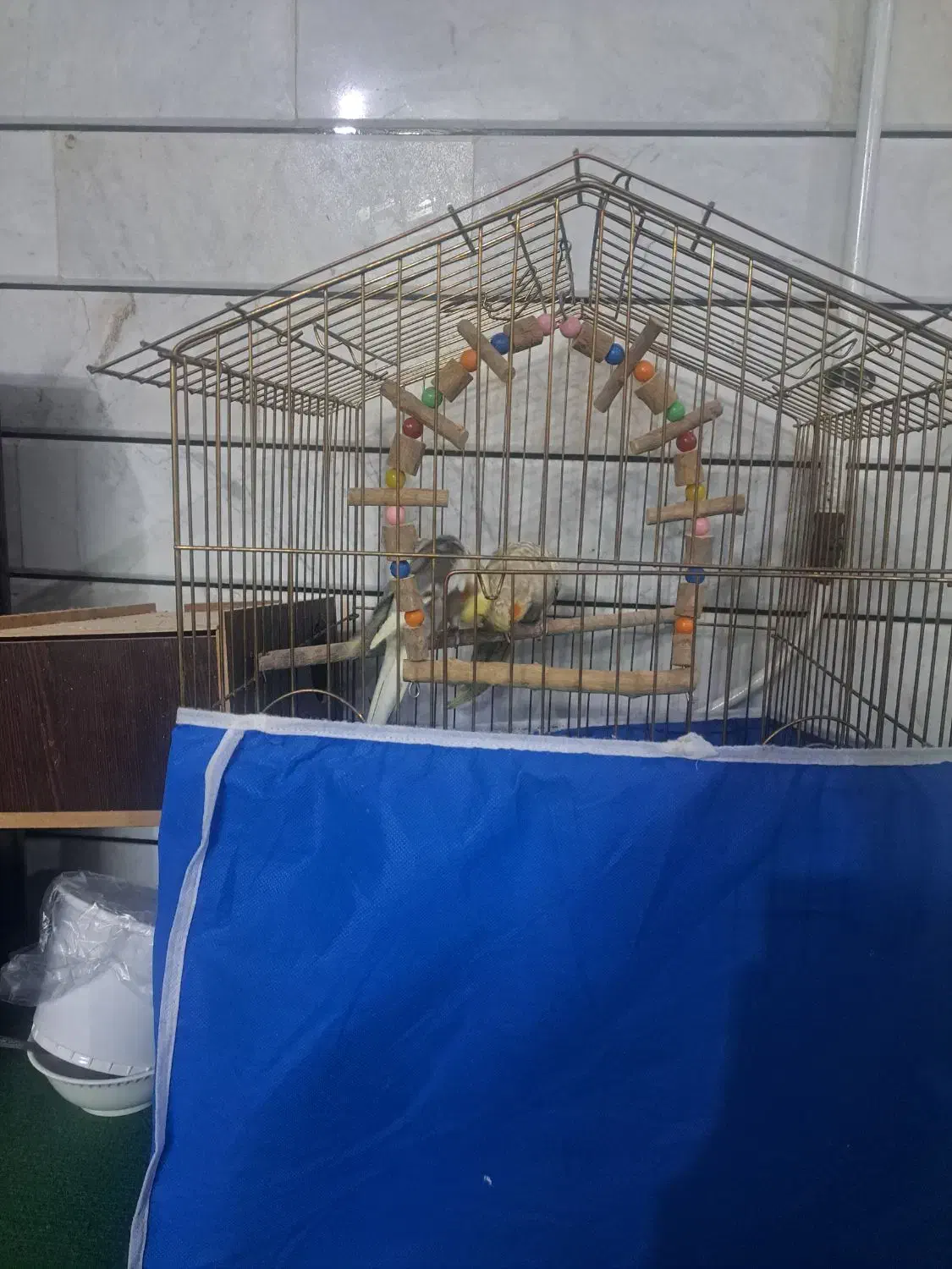 عروس هلندی مولد|پرنده|خمینی‌شهر, |دیوار