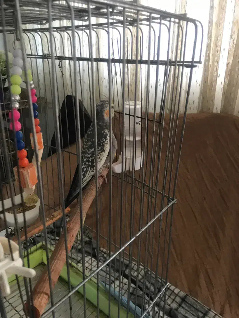 عروس هلندی|پرنده|تهران, شهرک امام خمینی|دیوار