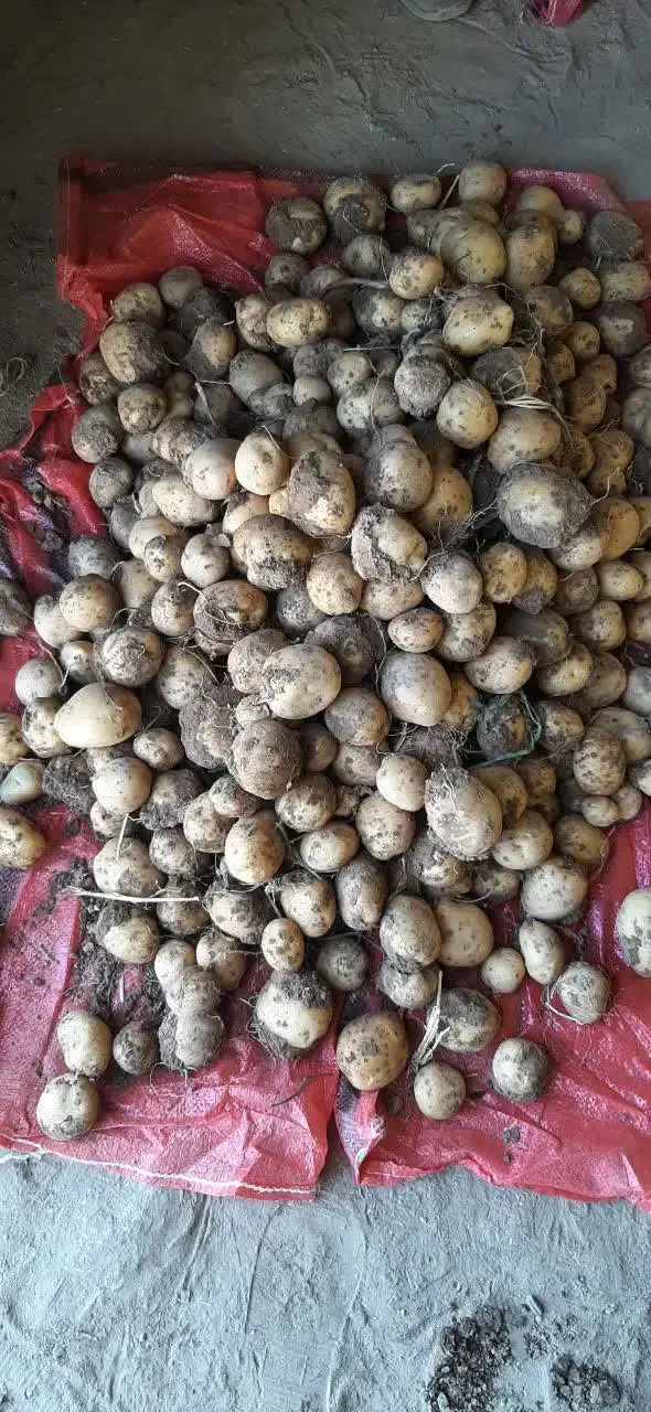 سیب زمینی سانتا ۱۴۰۲|خوردنی و آشامیدنی|چادگان, |دیوار