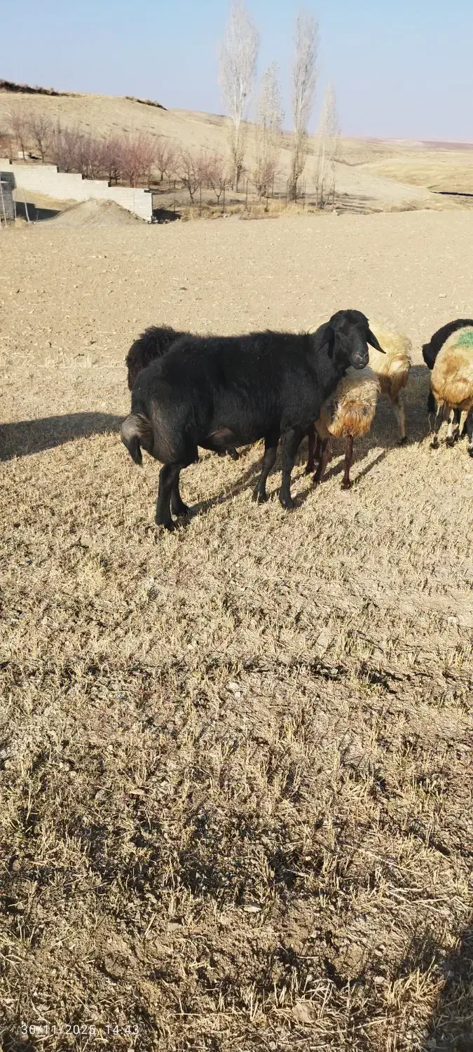 فروش یک عدد قوچ قزل سه سال|حیوانات مزرعه|کرفتو, |دیوار