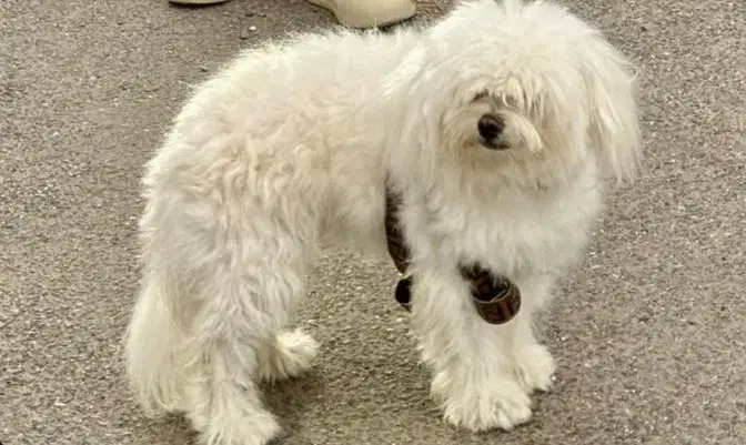 سگ  8ماهه واکسینه|سگ|آستارا, |دیوار