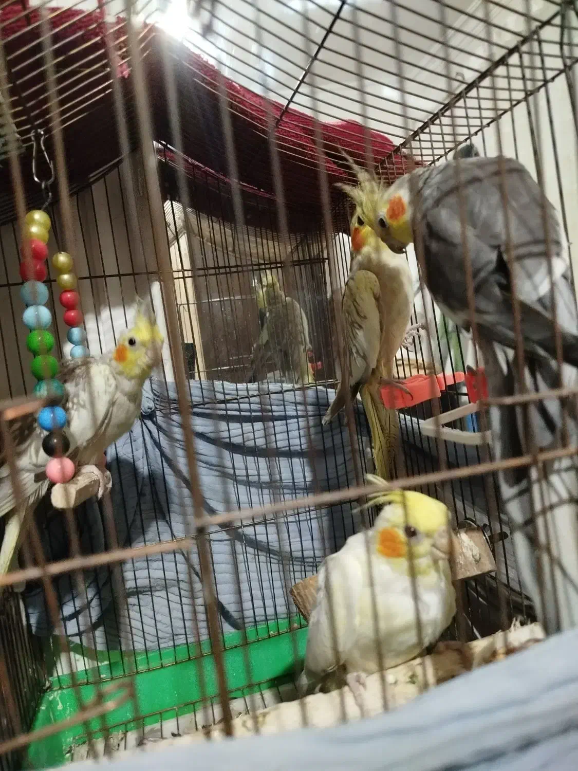 عروس هلندی|پرنده|رشت, پاره بیجار|دیوار