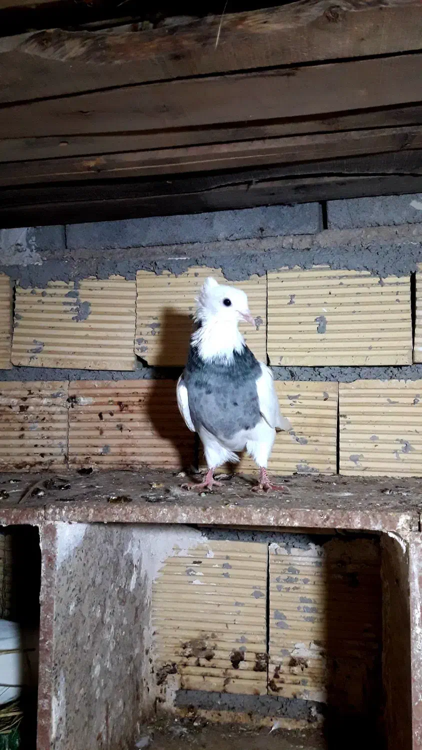 کبوترطوقی پشت دار|پرنده|سرپل ذهاب, |دیوار