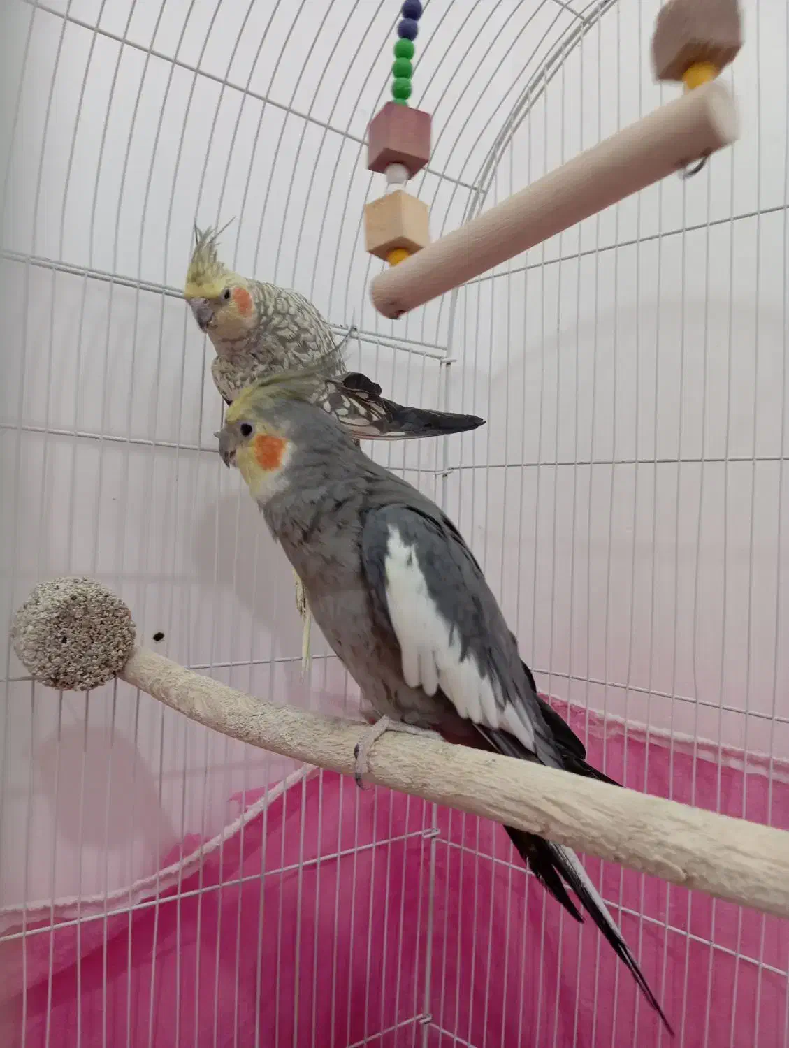 یک جفت عروس هلندی مولد|پرنده|شال, |دیوار