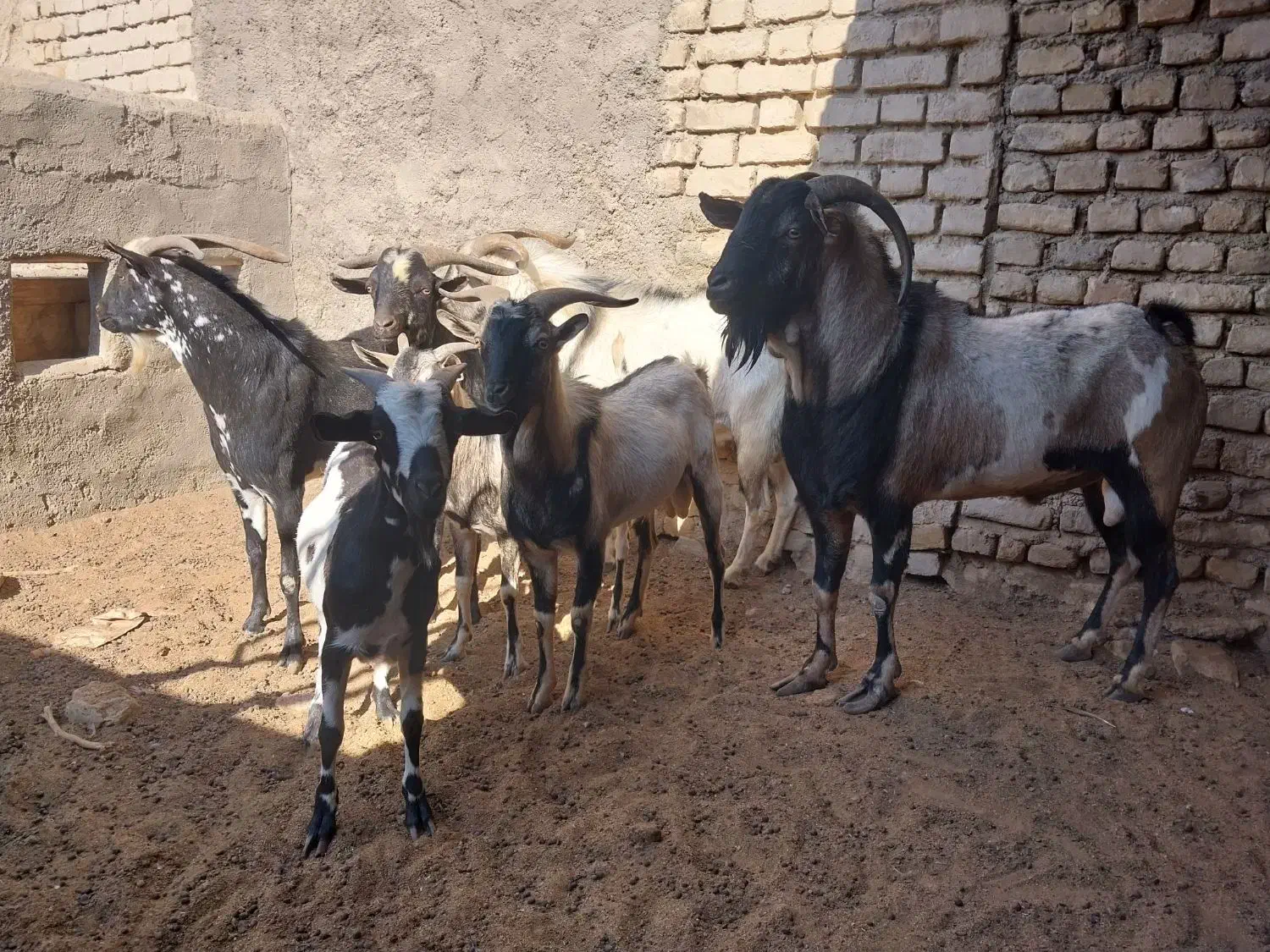 تعدادی نربز صلاله سومال|حیوانات مزرعه|تربتحیدریه, پائین ولایت|دیوار