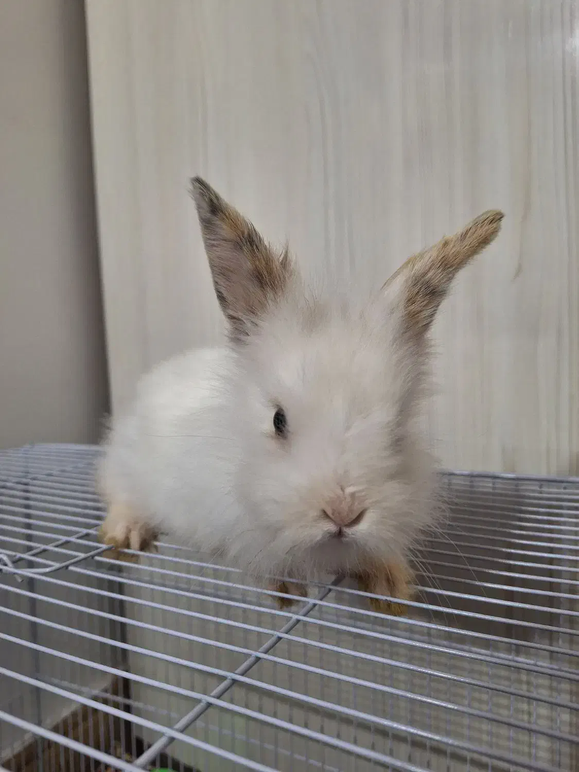 خرگوش لپی|موش و خرگوش|سبزوار, رضوان|دیوار