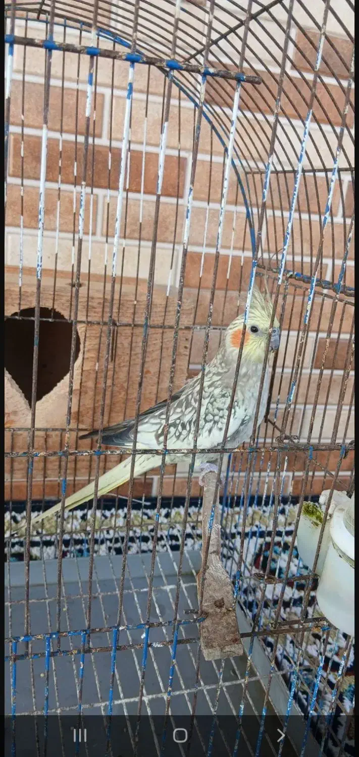 یک جفت عروس هلندی خوش رنگ|پرنده|سنگر, |دیوار