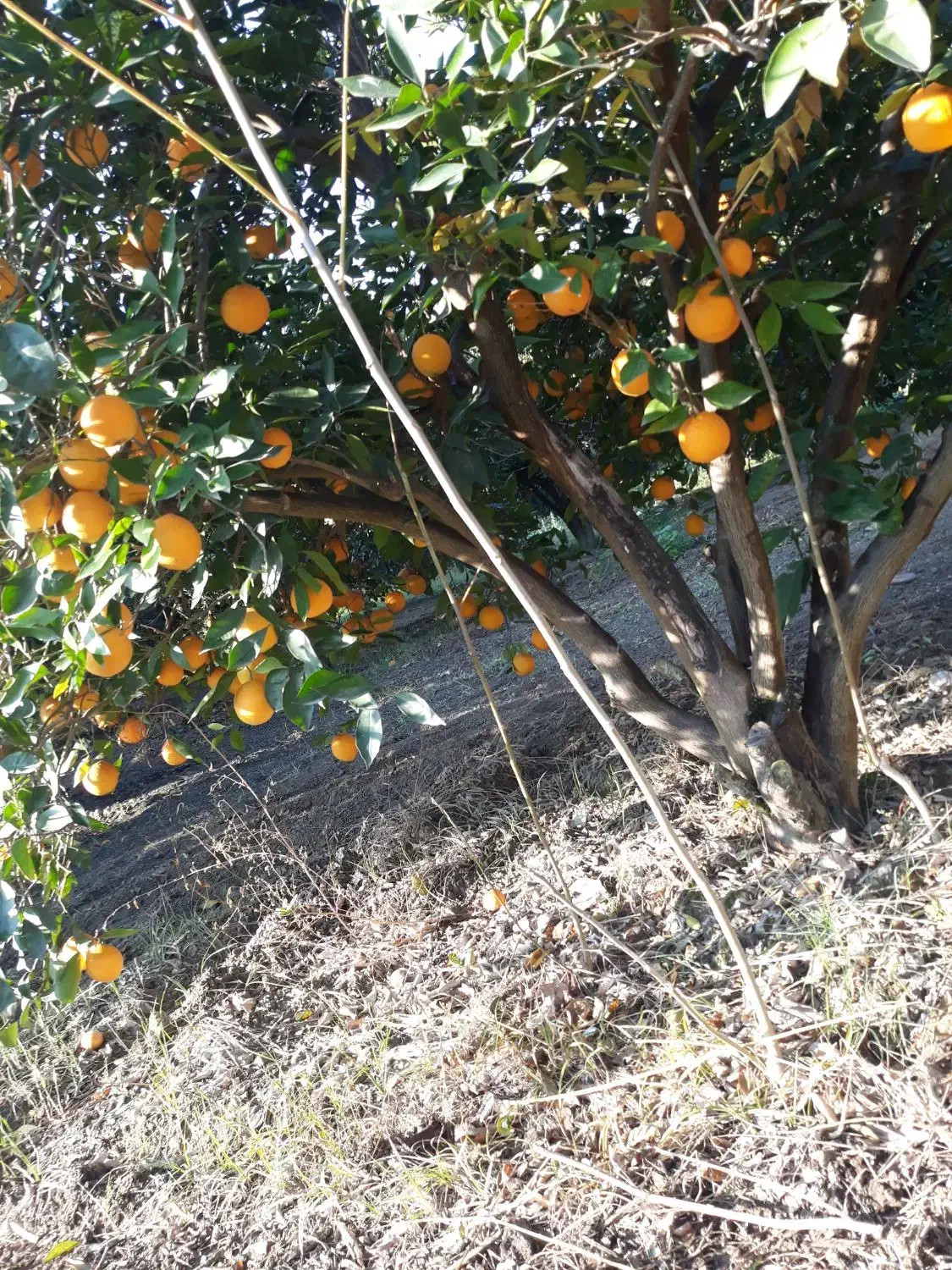 پرتقال تامسون تناژ|عمده‌فروشی|کردکوی, |دیوار