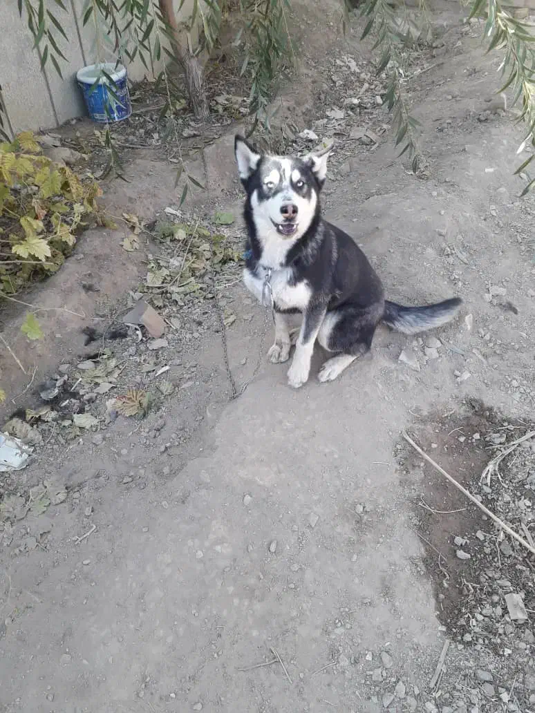 توله سگ اصیل با پتانسیل نگهبانی|سگ|دهق, |دیوار