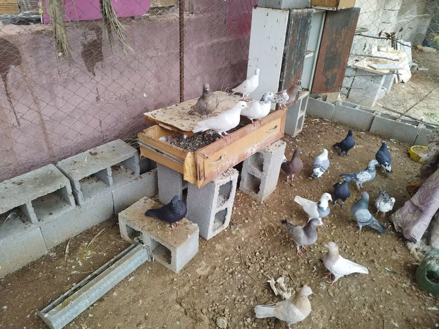 کبوتر بالاگیر|پرنده|گتوند, |دیوار