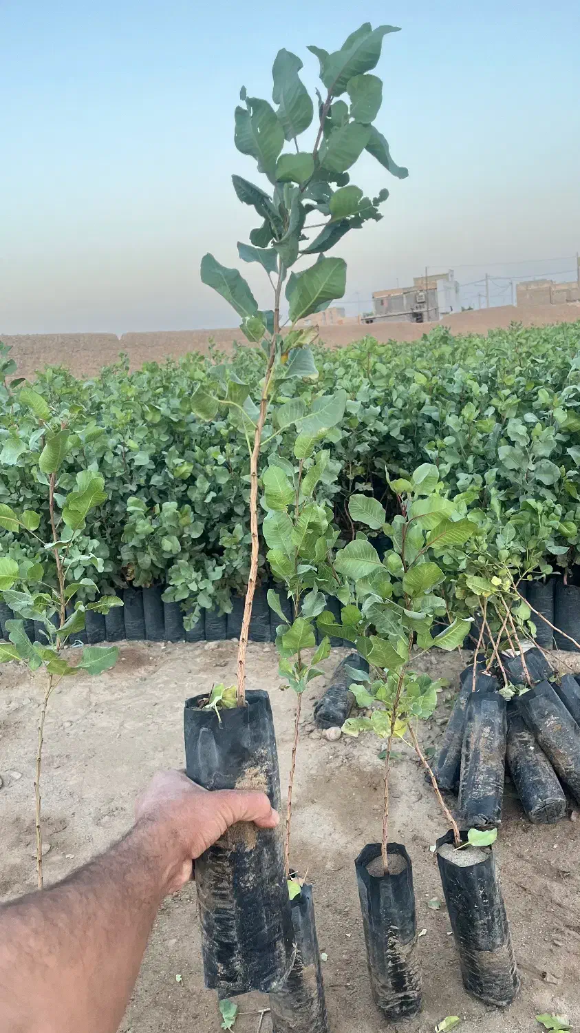 نهال پسته مهریز|خدمات باغبانی و درختکاری|مهریز, |دیوار