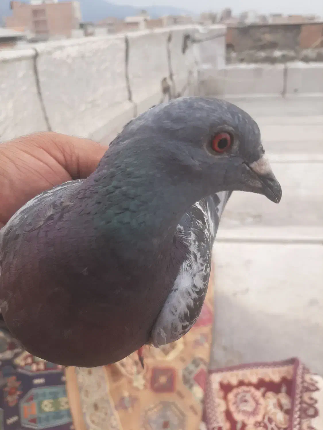 کبوتردورگ جوانه|پرنده|فاضل آباد, |دیوار