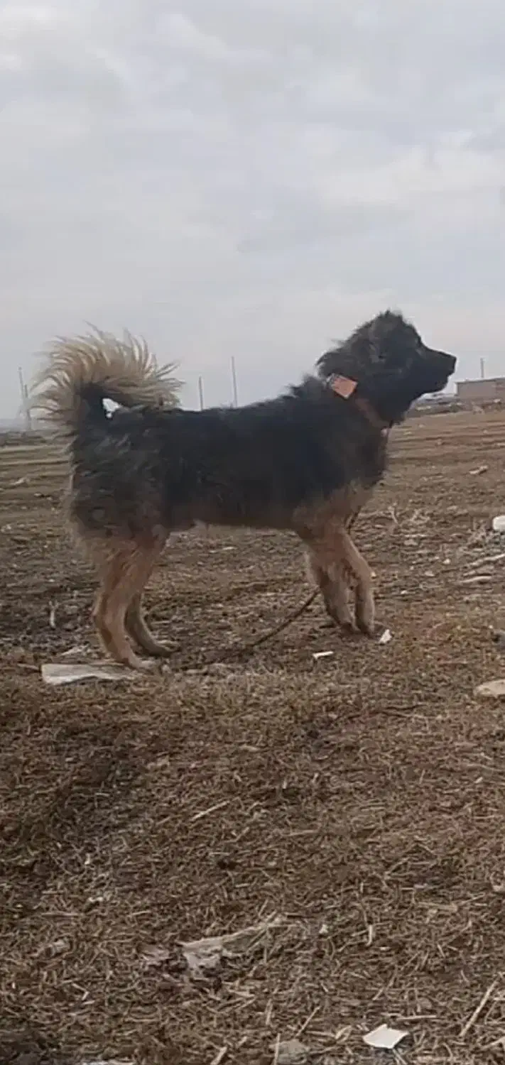 سگ سرابی|سگ|هریس, |دیوار