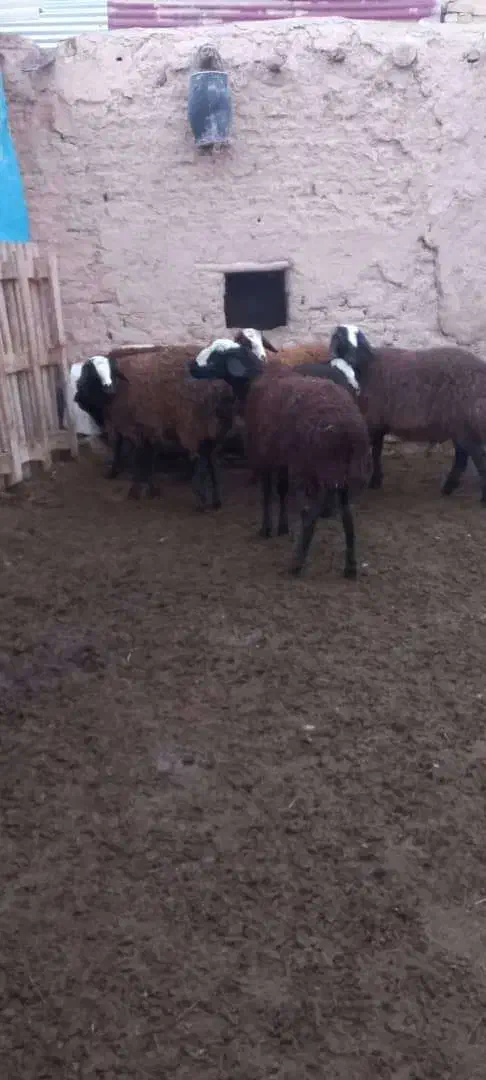 بره ماده شالی|حیوانات مزرعه|دشتابی, |دیوار