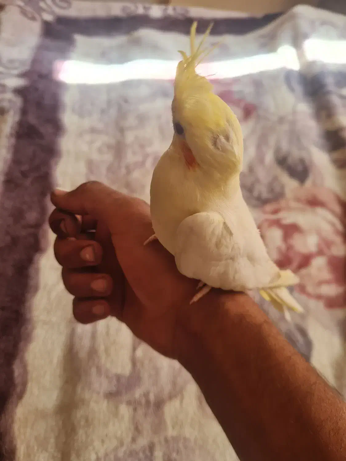 عروس هلندی نر جوجه|پرنده|صدرا-فارس, فاز ۱|دیوار