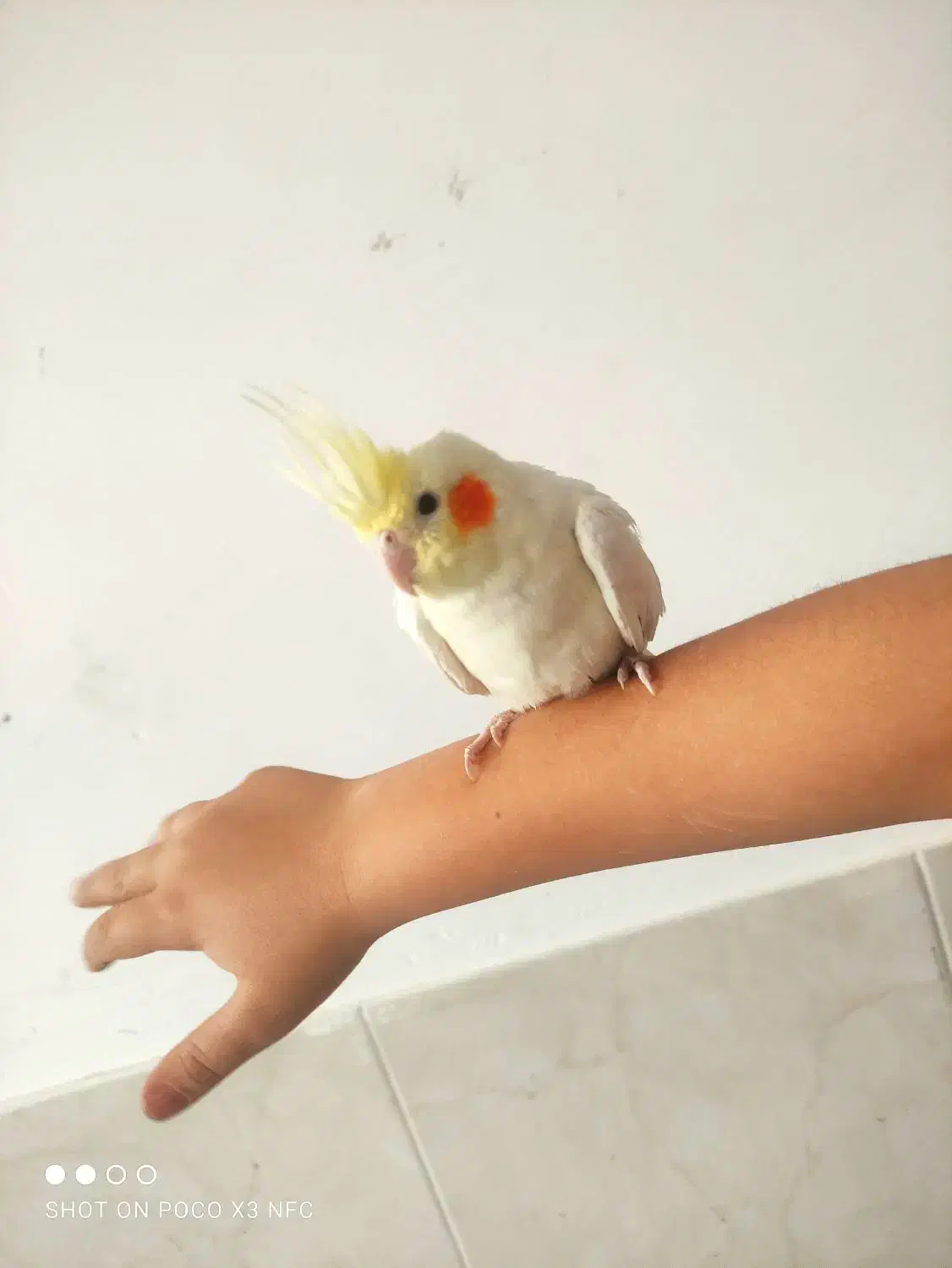 عروس هلندی لوتینو دستی پنج ماه..۷۰۰|پرنده|سبزوار, امیر کبیر|دیوار