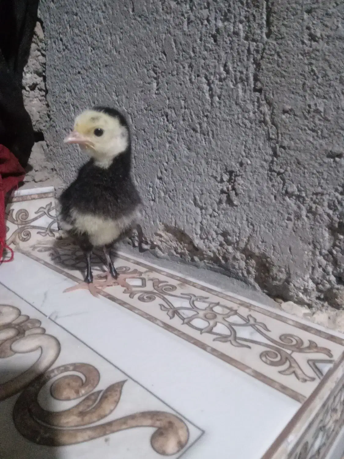 جوجه‌بو‌قلمون|حیوانات مزرعه|زهک, |دیوار