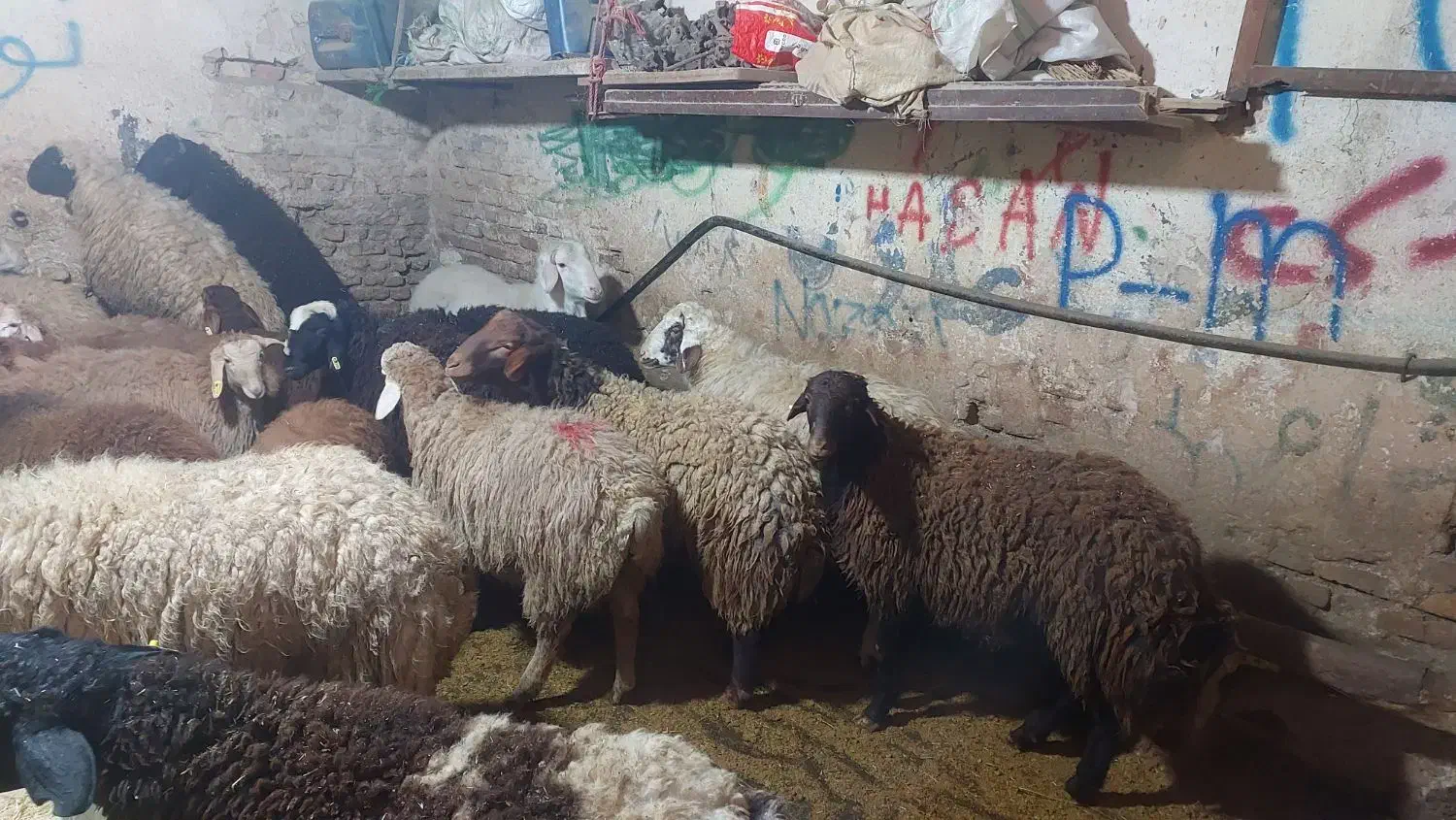 گوسفند زنده شرق تهرانپارس غرب باقصاب مجرب|حیوانات مزرعه|تهران, بوستان شیان|دیوار