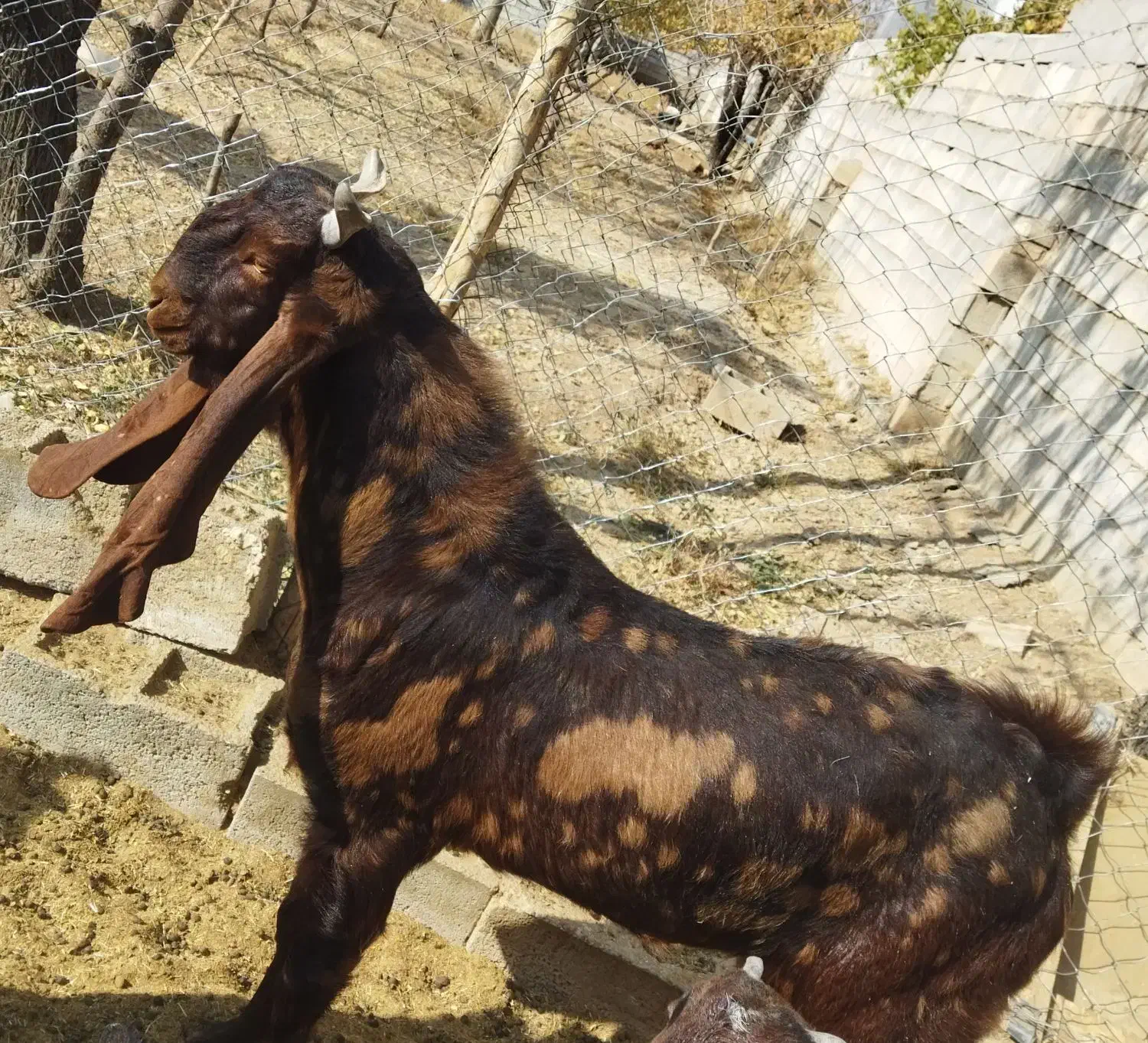 بزغاله نر پاکستانی اصیل|حیوانات مزرعه|تیران, |دیوار