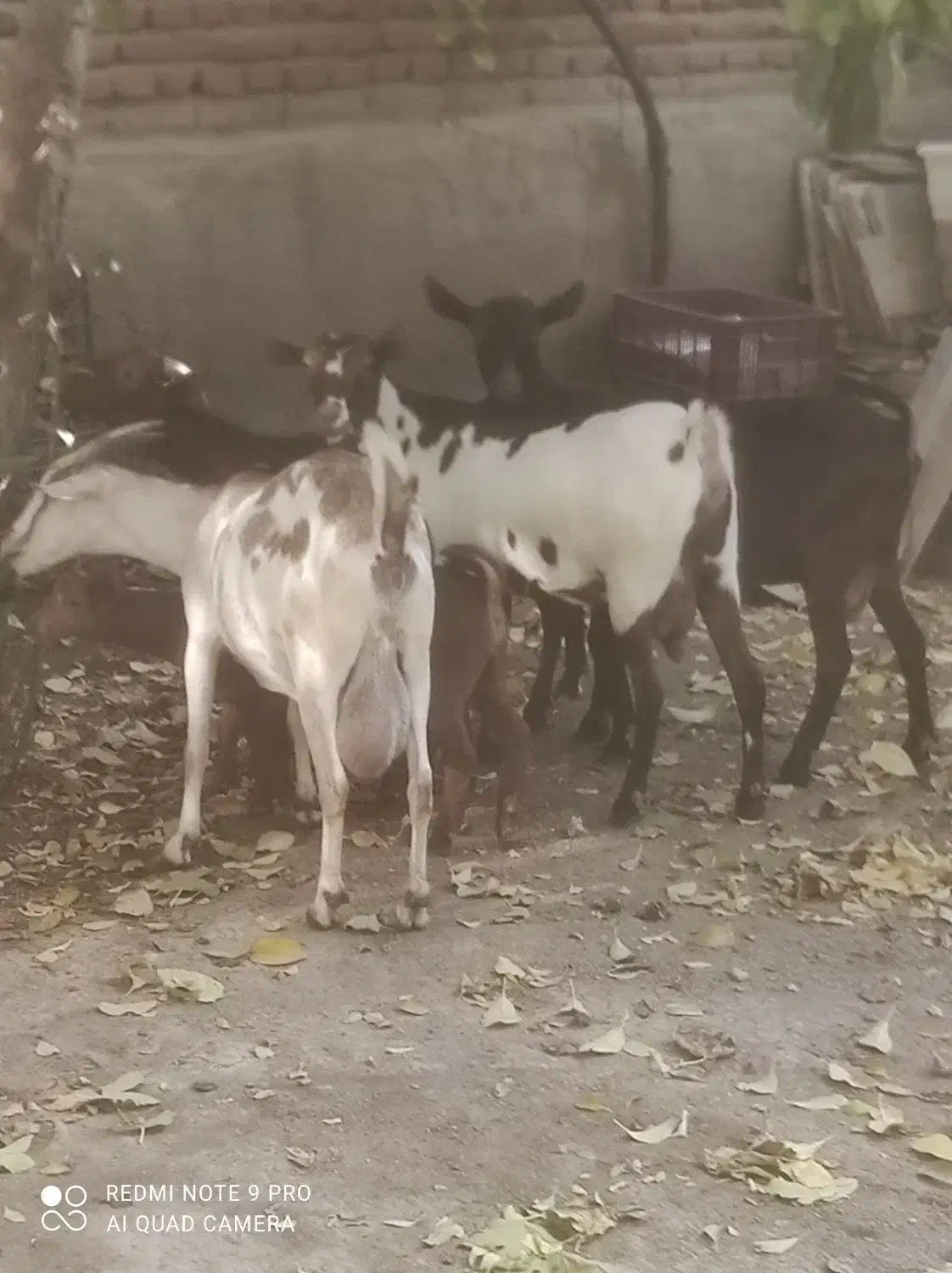 فروش بز صلاله بزغاله دار و ابستن|حیوانات مزرعه|آذرشهر, |دیوار