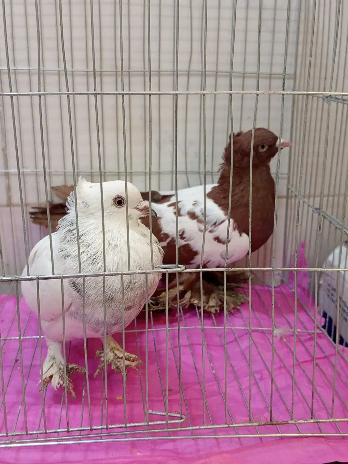 کبوترآس درجه یک|پرنده|فردیس, شهرک شهید حسینی|دیوار