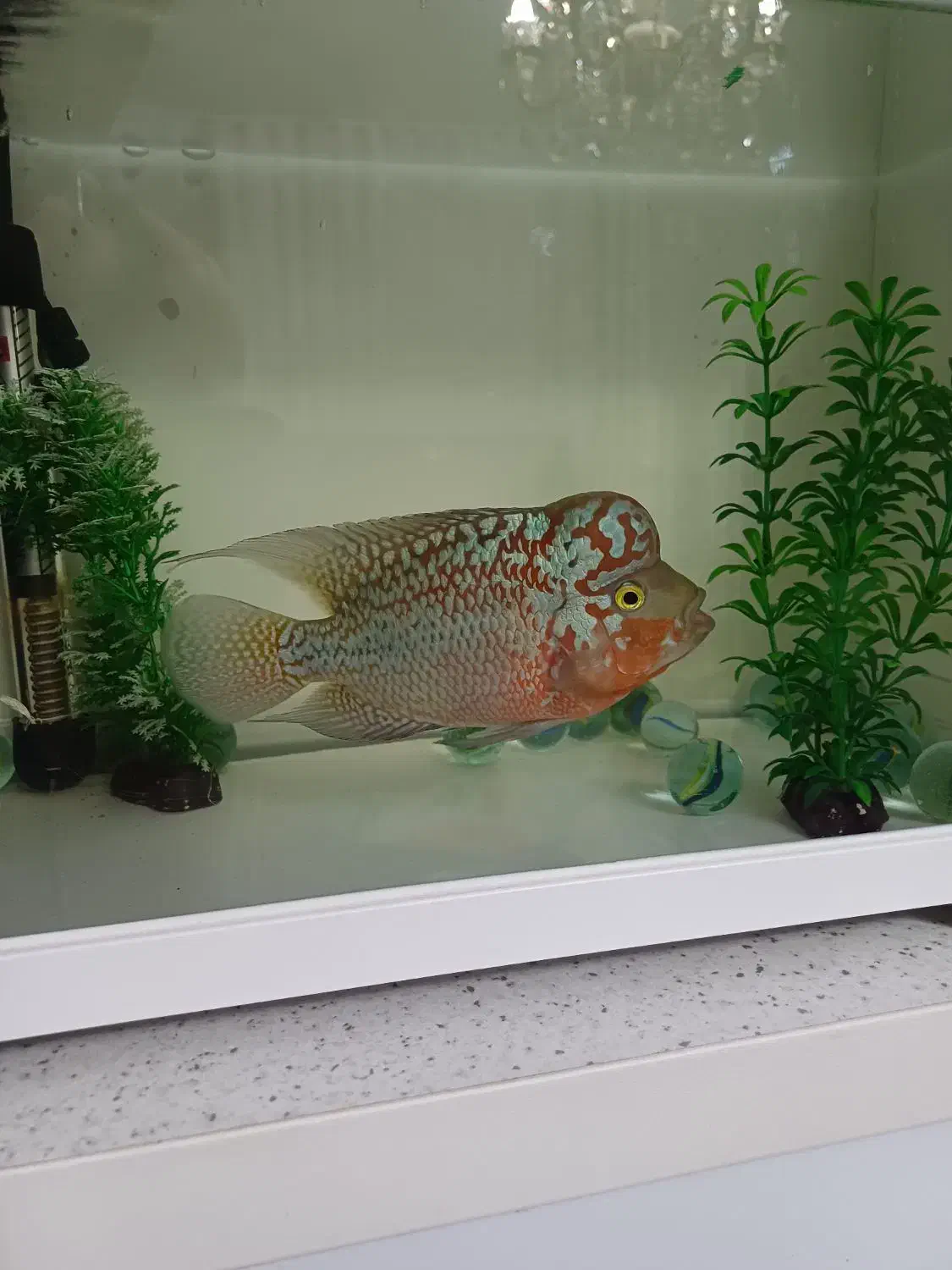 ماهی فلاور کامفا مولتی کالر|ماهی|کرج, فاز ۳ گوهردشت|دیوار