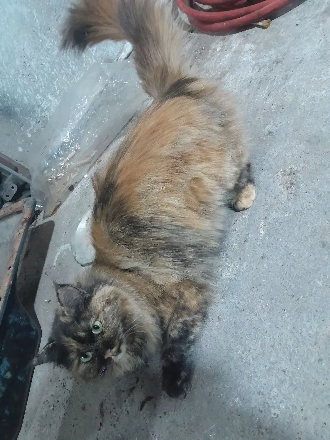 فروش گربه پرشین|گربه|میبد, |دیوار