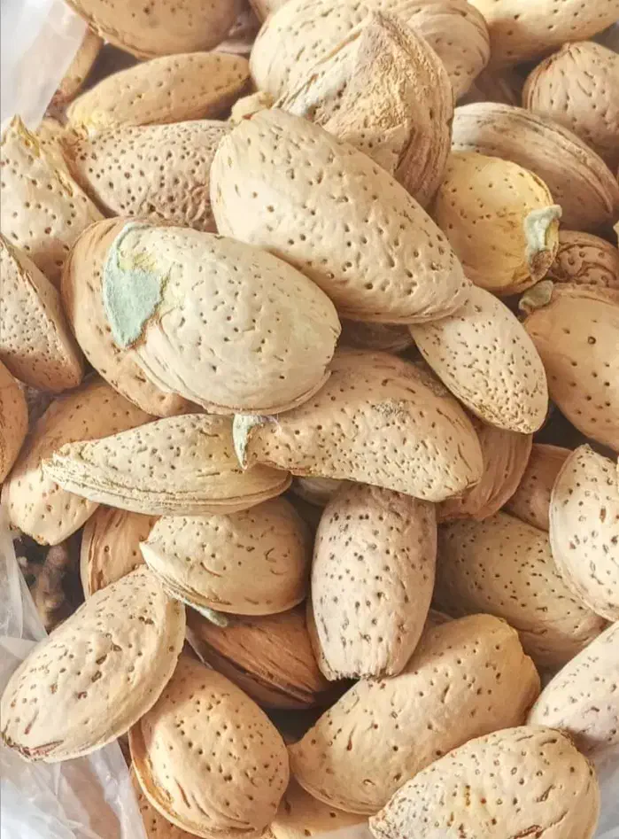 فروش بادام سنگی آبی|خوردنی و آشامیدنی|شیراز, دلگشا|دیوار