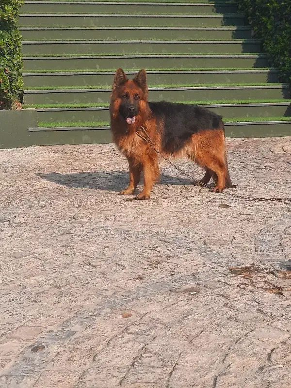 سگ ژرمن شیپرد|سگ|محمدشهر, محمدشهر|دیوار