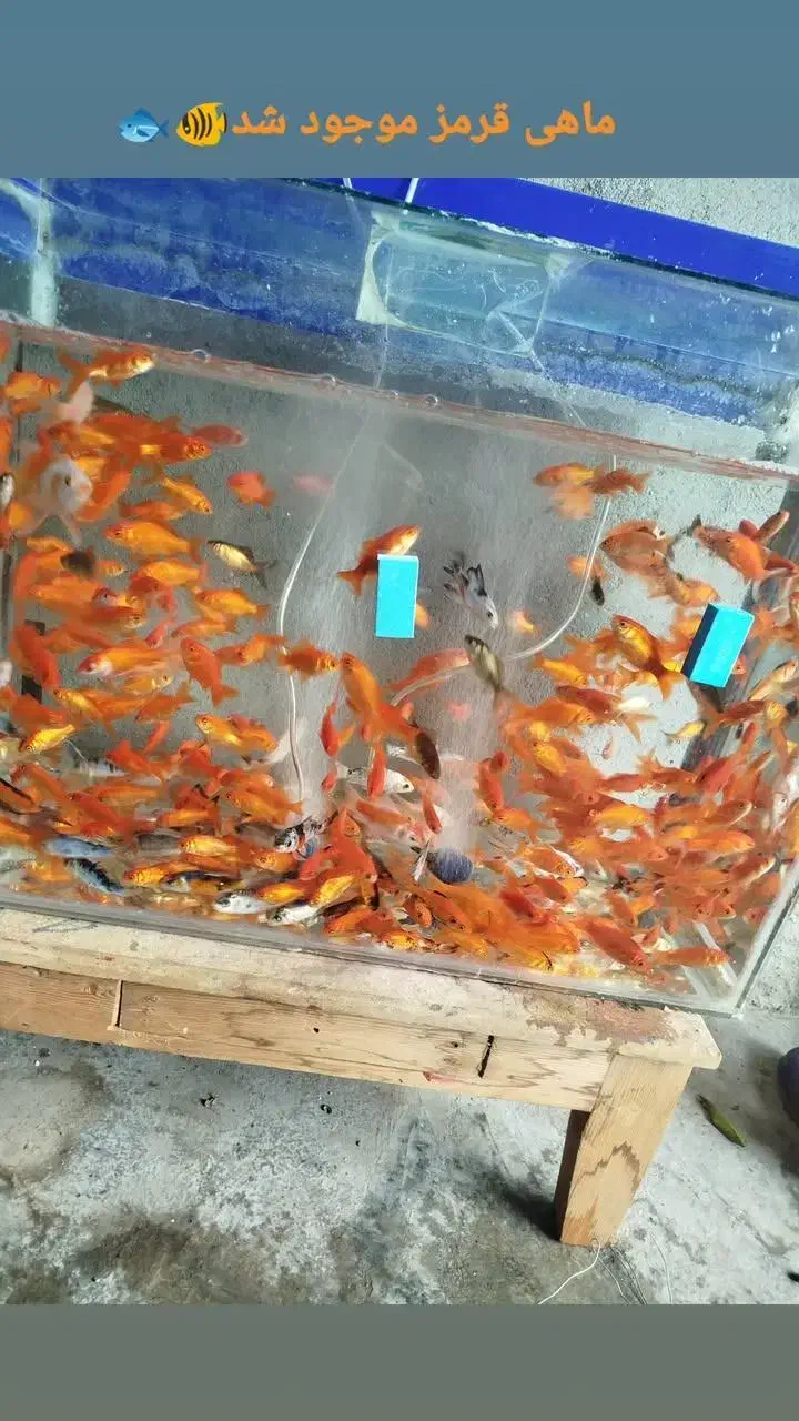 ماهی قرمز|ماهی|سلمان‌شهر, |دیوار