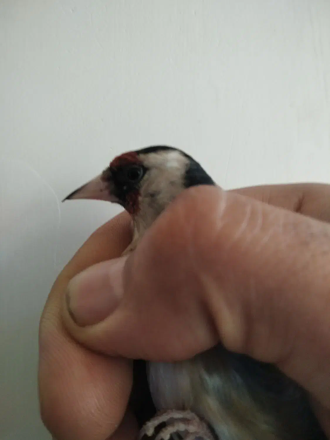 سهره . قناری|پرنده|خمینی‌شهر, |دیوار