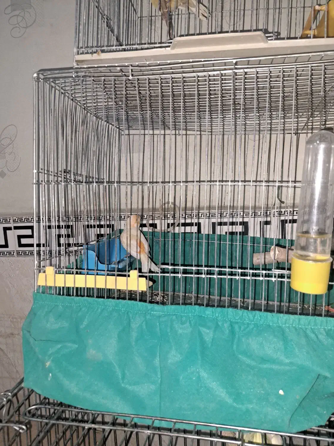 قناری نر|پرنده|پاکدشت, پاکدشت (مامازند)|دیوار