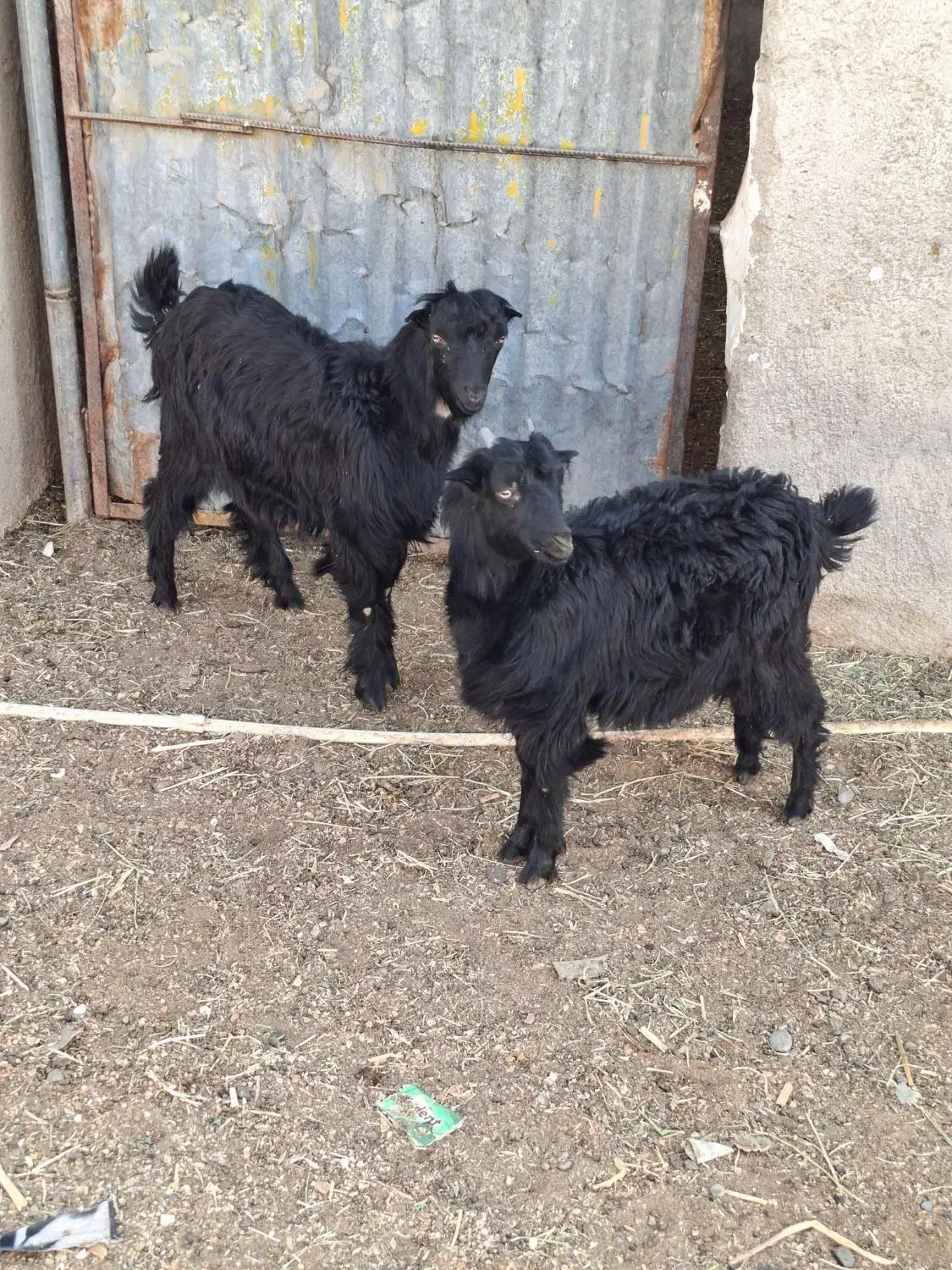 بزغاله نرو ماده|حیوانات مزرعه|پاکدشت, پاکدشت (مامازند)|دیوار