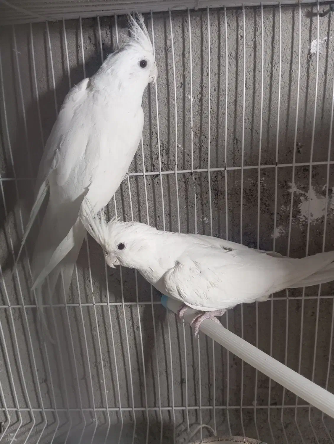 عروس هلندی|پرنده|خاش, |دیوار