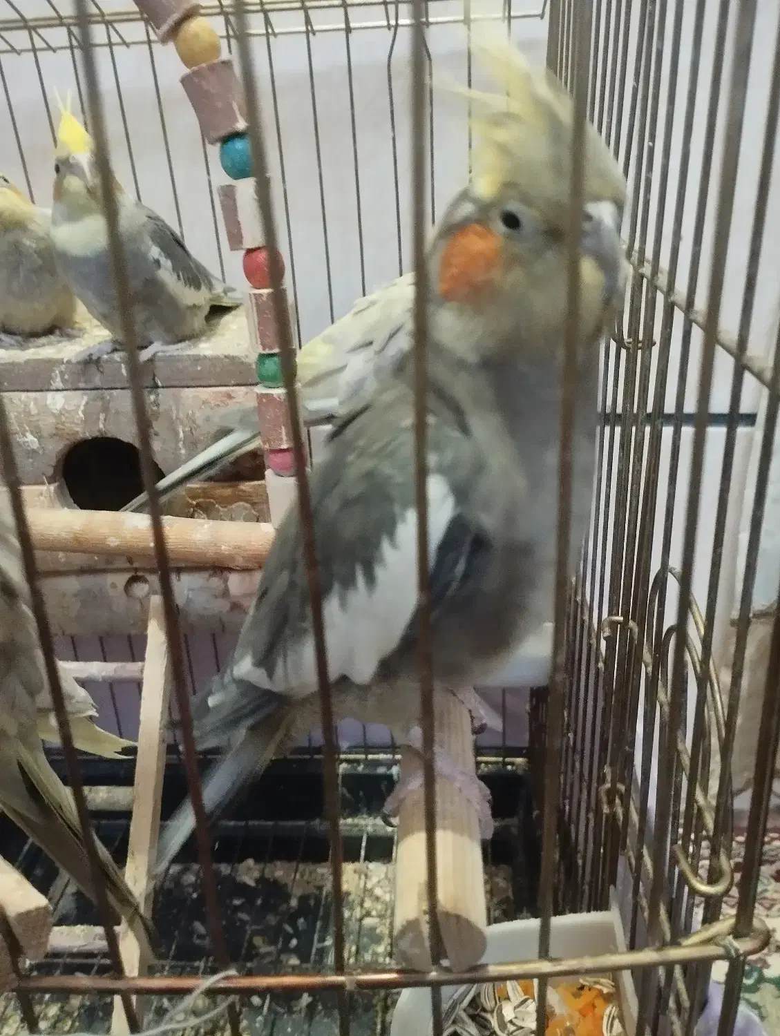 عروس هلندی یک نر دو ماده|پرنده|کرج, شهرک سهرابیه|دیوار