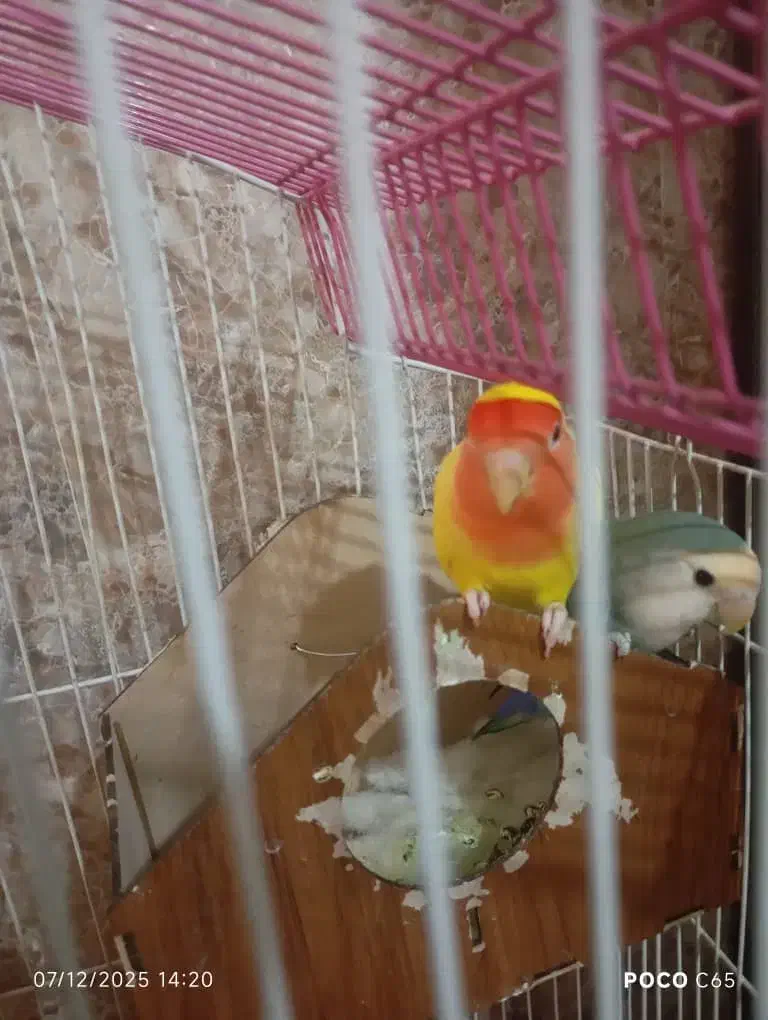 طوطی کوتوله برزیلی|پرنده|پیشوا, |دیوار