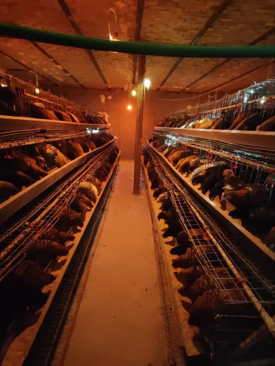 فروش مرغ و خروس محلی و گلپایگانی و لوازم مرغداری|حیوانات مزرعه|قنوات, |دیوار