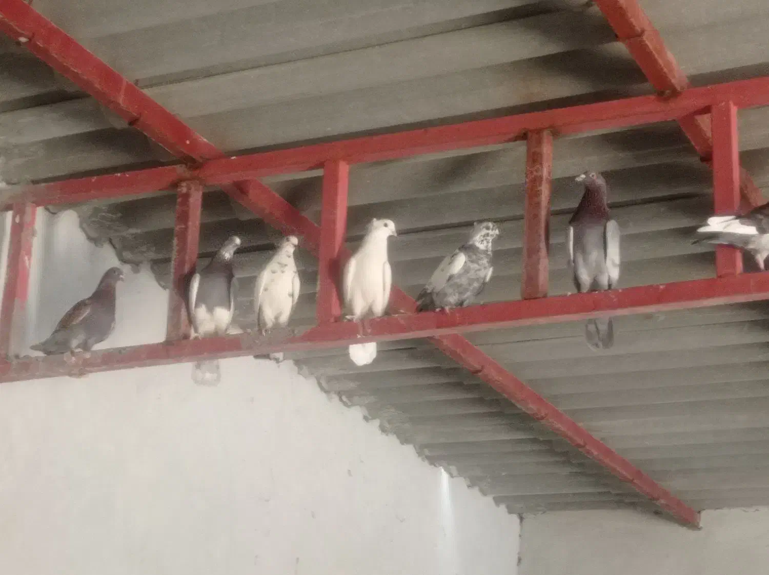 پرنده.|پرنده|دهدشت, |دیوار