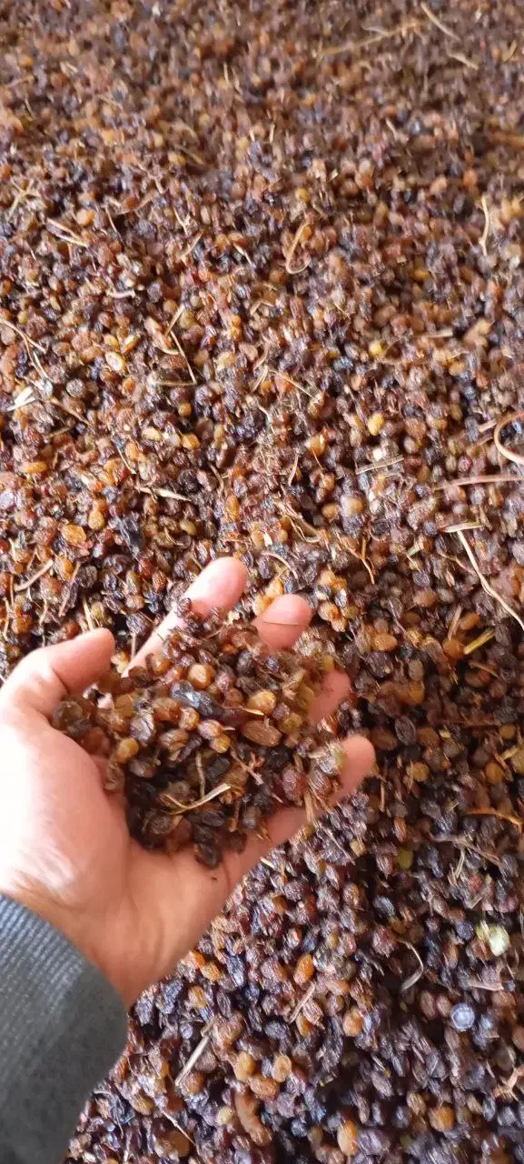 انواع کشمش|خوردنی و آشامیدنی|میاندوآب, |دیوار