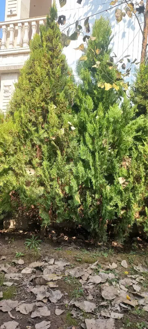 درخت کاج ۲متری|گل و گیاه طبیعی|لشت نشا, |دیوار