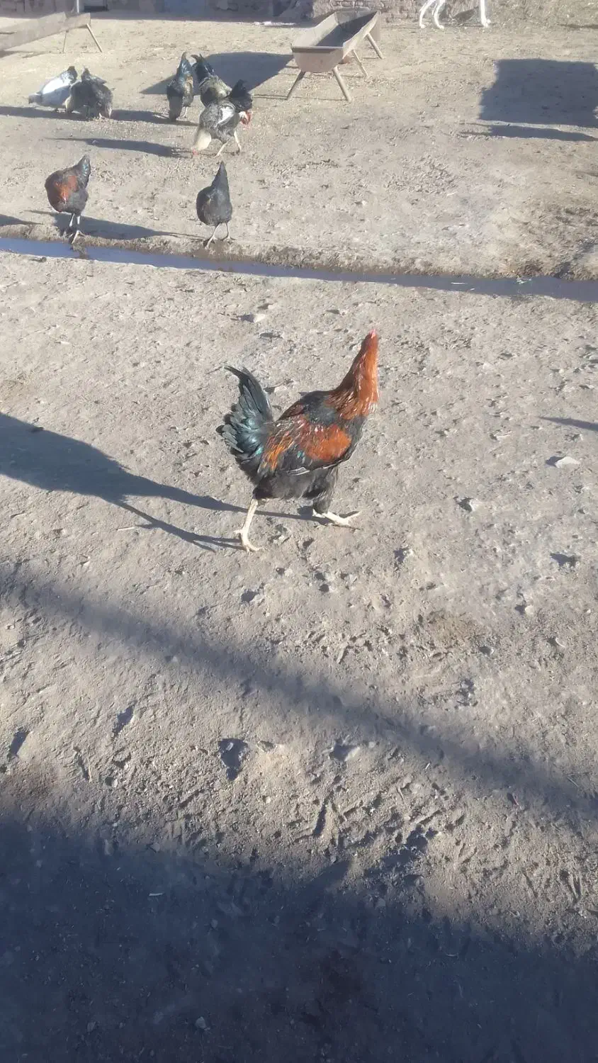 خروس  محلی|حیوانات مزرعه|عطاملک, |دیوار