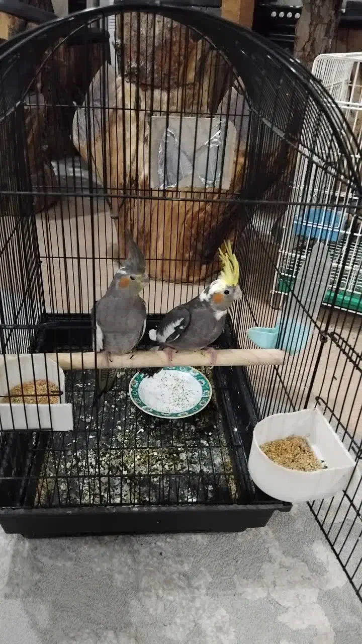 جوجه عروس هلندی دون خور|پرنده|بافق, |دیوار