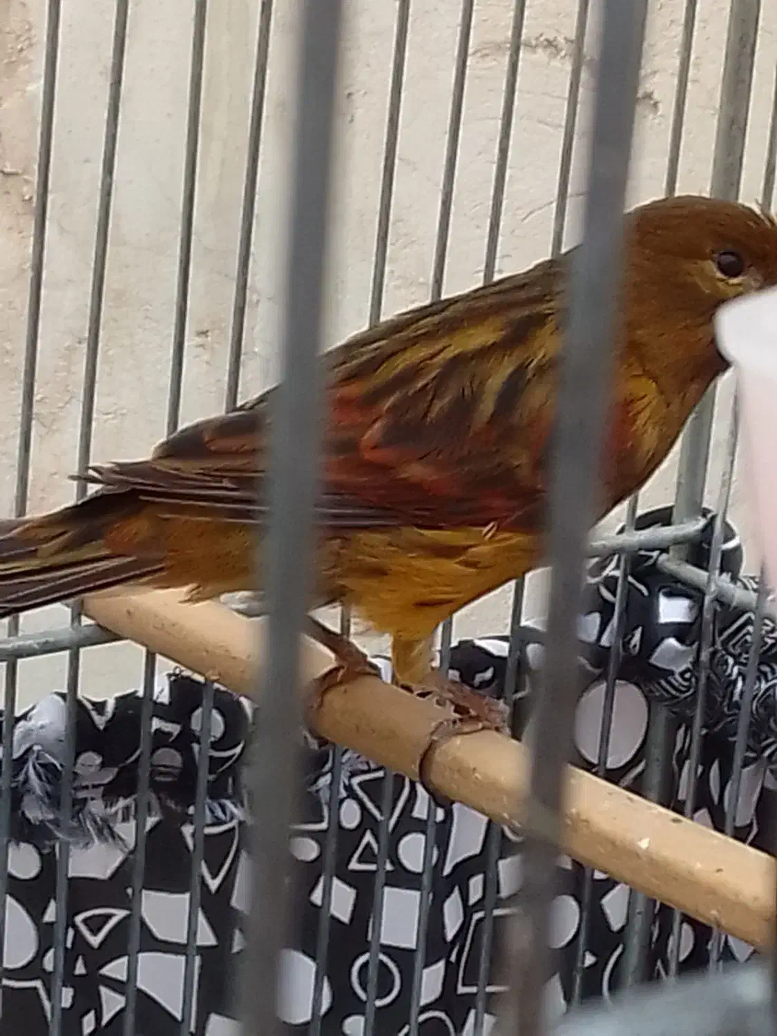 قناری سرخ اکات ونگرو سیاه وفنچ گلوبریده|پرنده|اهواز, کوی رمضان|دیوار