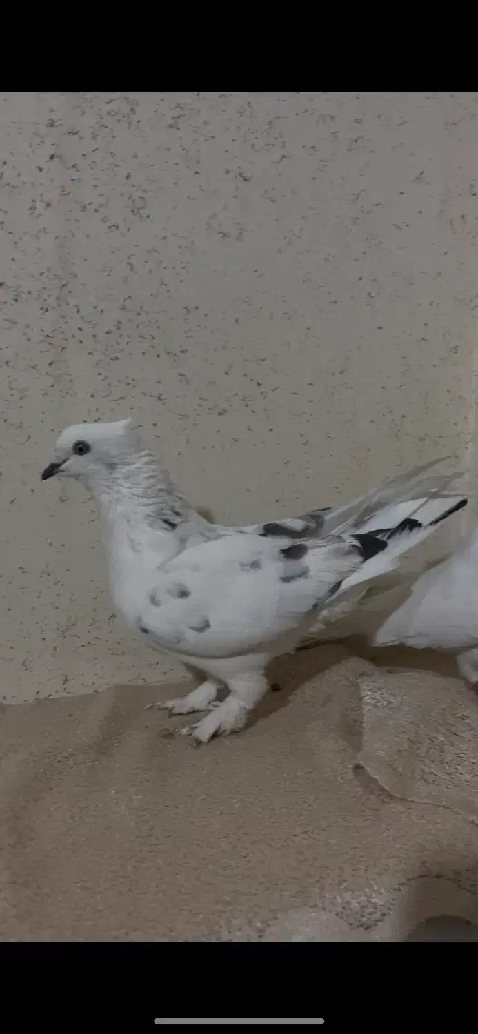 کبوتر|پرنده|ابهر, |دیوار