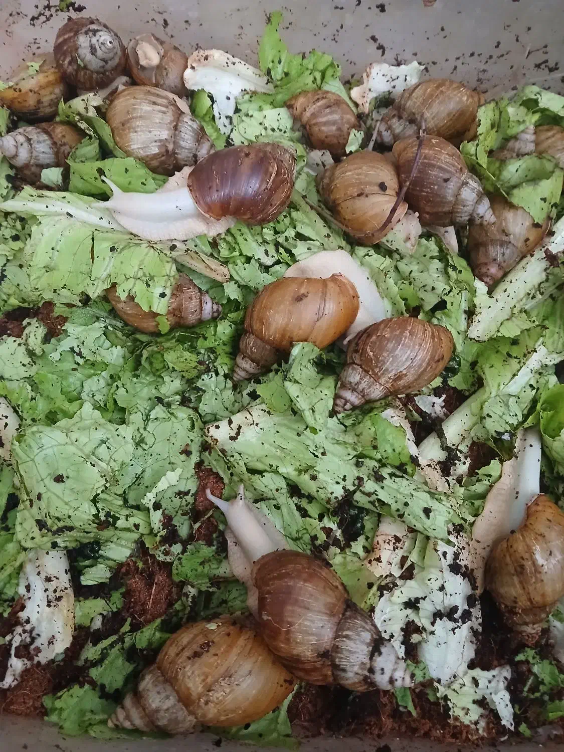 حلزون فروشی|خزنده|مرند, |دیوار