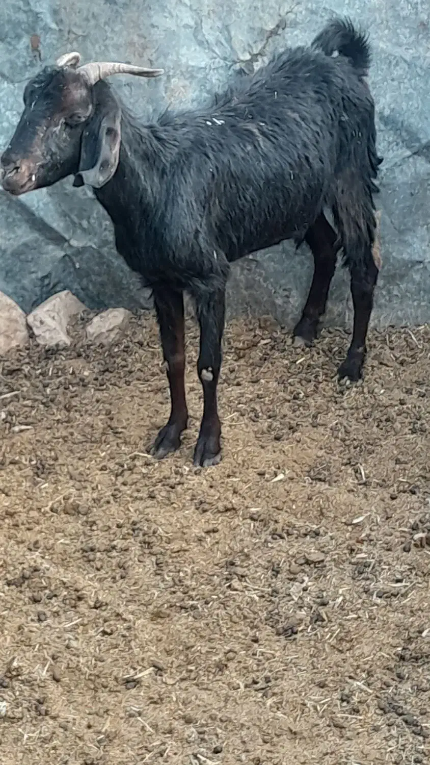 بز می ش بز رومایه|حیوانات مزرعه|مرودشت, ده بید|دیوار