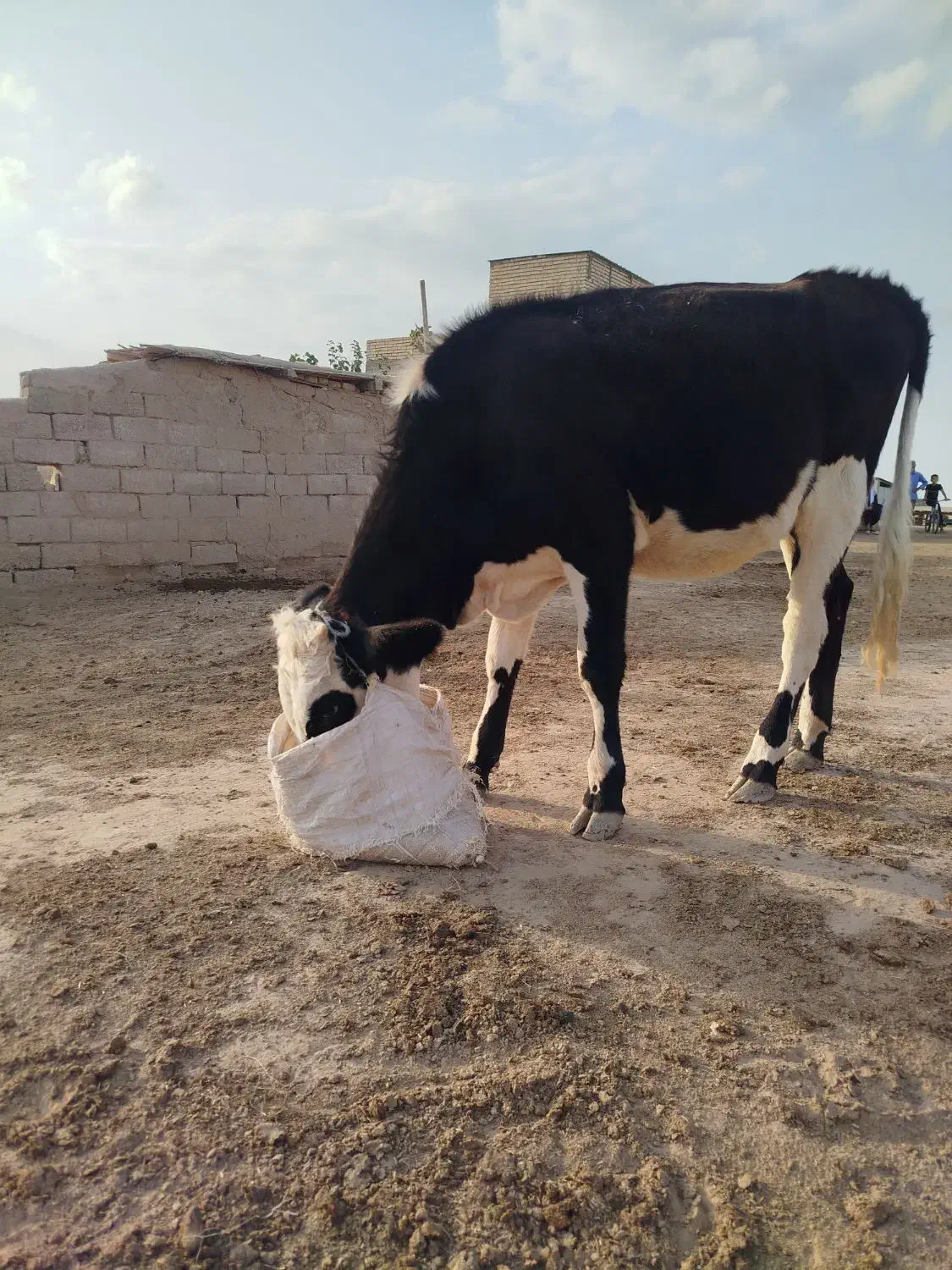 3راس تلیسه جنس خوب|حیوانات مزرعه|اینچه برون, |دیوار